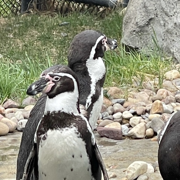 Meet your Posher, Bryce - Picture 1 of 1